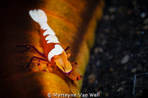 Emperor Shrimp on sea cucumber at TK3 in Lembeh, Indonesia by Marteyne Van Well 